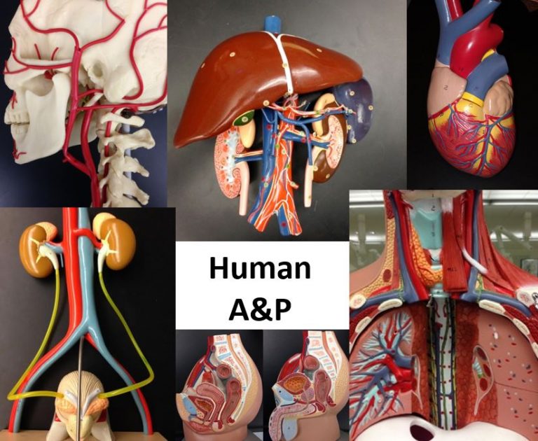 Nad And The Etc – Human Anatomy And Physiology